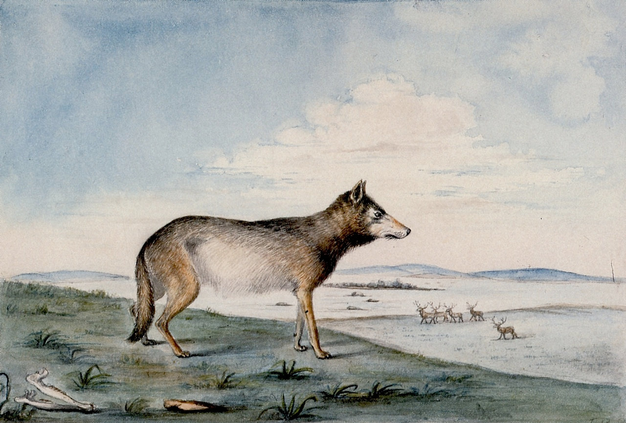 Canis Lupus, vintage artwork by Titian Ramsey Peale II, A3 (16x12") Poster Print