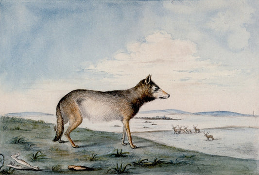 Canis Lupus, vintage artwork by Titian Ramsey Peale II, A3 (16x12") Poster Print