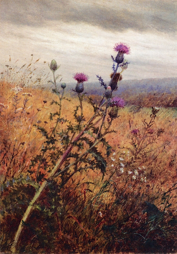 Thistle in a Field, vintage artwork by Fidelia Bridges, 12x8" (A4) Poster