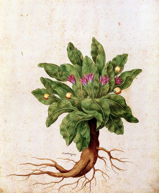 Mandragora, vintage artwork by Giovanna Garzoni, 12x8" (A4) Poster