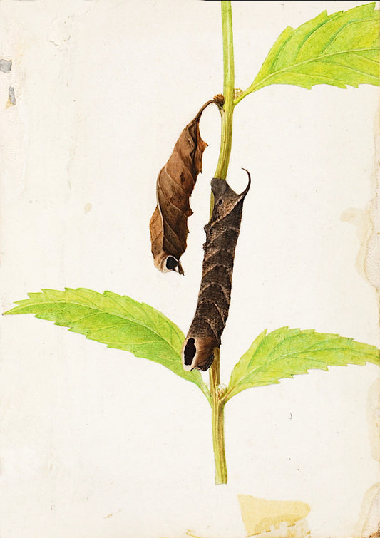 Curled Dead Leaf Mimicking Sphinx Caterpillar, vintage artwork by Louis Agassiz Fuertes, 12x8" (A4) Poster