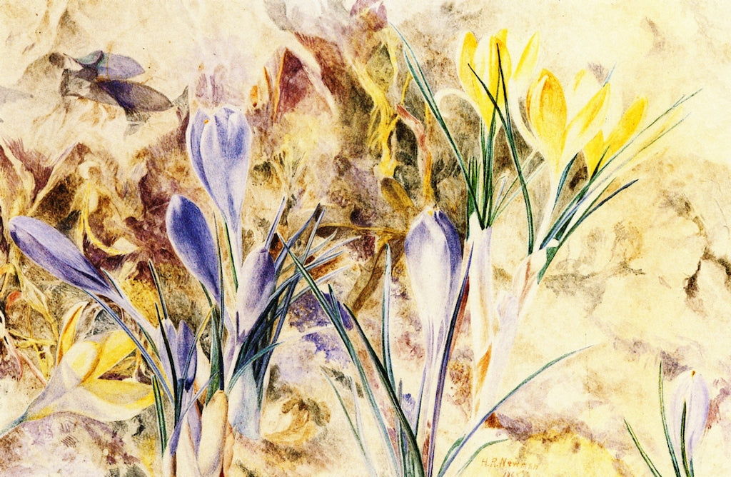 Wild Crocus Blossoms, vintage artwork by Henry Roderick Newman, 12x8" (A4) Poster