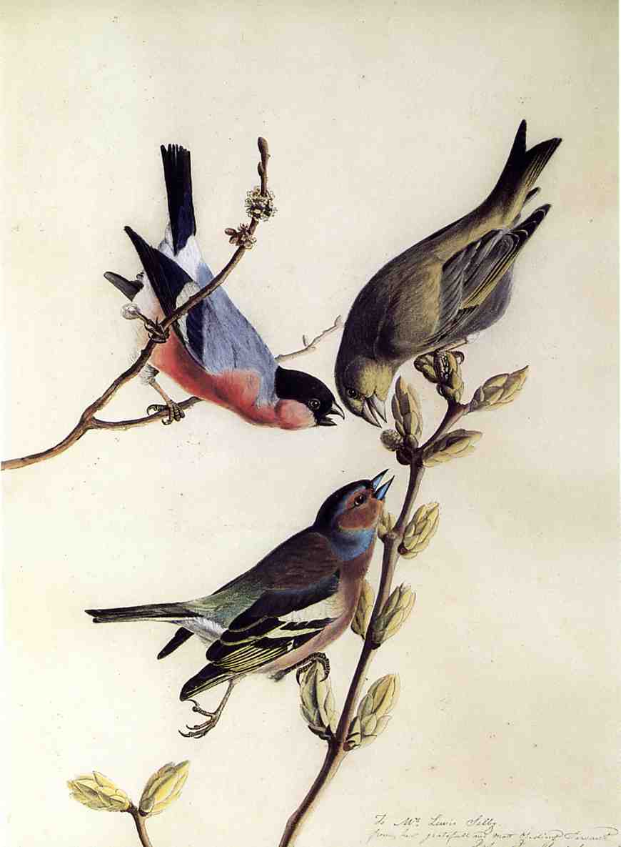 A Chaffinch, Bullfinch and Greenfinch on a Branch of Budding Chestnuts, vintage artwork by John James Audubon, 12x8" (A4) Poster