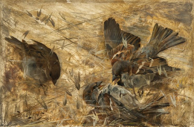 House Sparrows, vintage artwork by Bruno Liljefors, 12x8" (A4) Poster