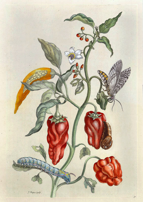 Pepper Plant, Capsicum, vintage artwork by Maria Sybilla Merian, 12x8" (A4) Poster
