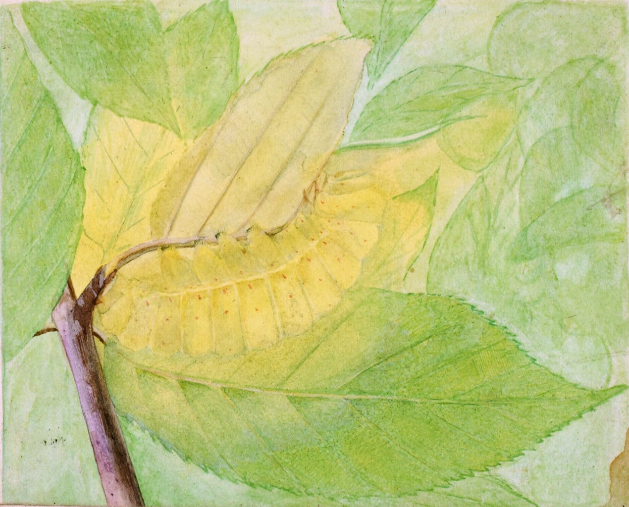 Lunar Caterpillar, vintage artwork by Abbott Handerson Thayer, 12x8" (A4) Poster