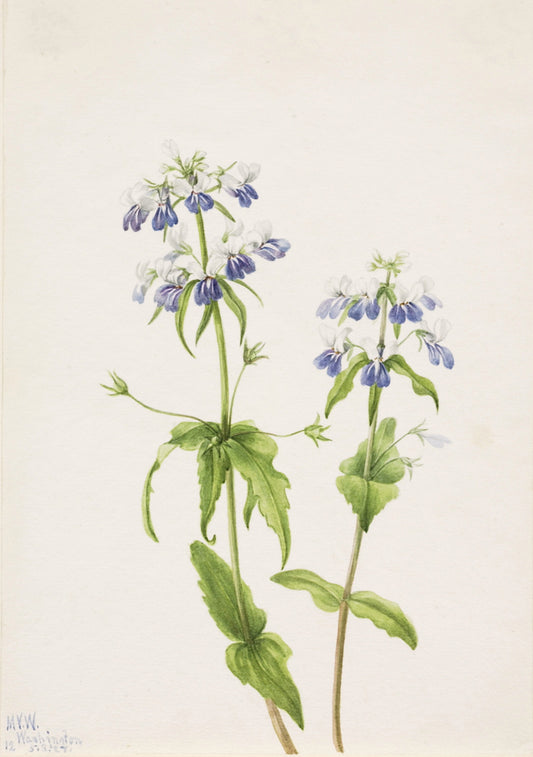 Blue-Eyed Mary (Collinsia verna), vintage artwork by Mary Vaux Walcott, 12x8" (A4) Poster