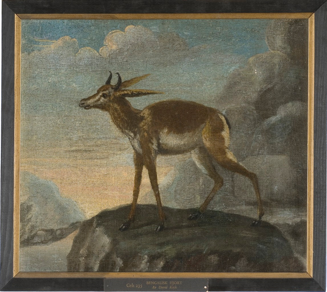 Bengalese Deer, vintage artwork by David Kock, 12x8" (A4) Poster