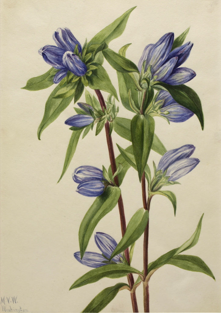 Bottle Gentian (Gentiana saponaria), vintage artwork by Mary Vaux Walcott, 12x8" (A4) Poster