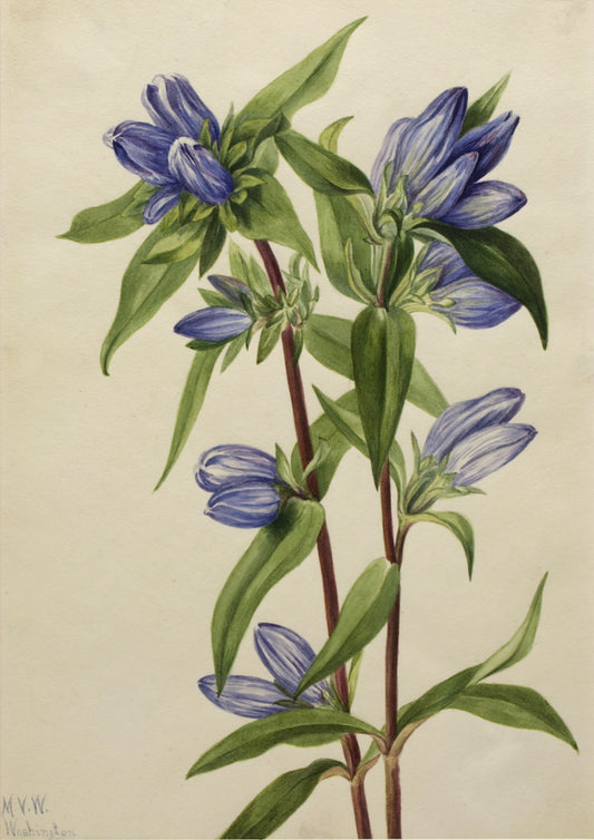 Bottle Gentian (Gentiana saponaria), vintage artwork by Mary Vaux Walcott, 12x8" (A4) Poster