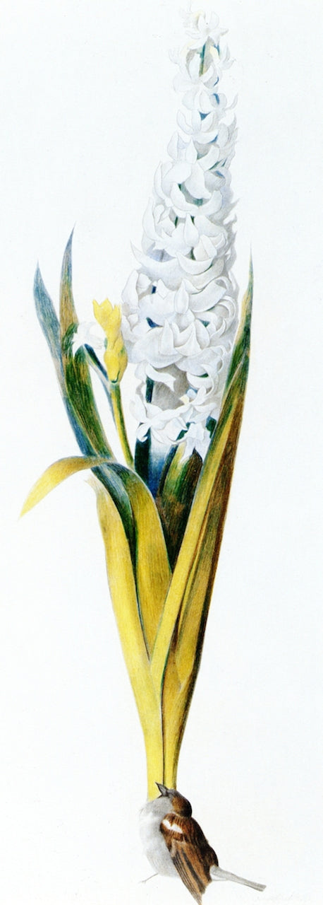 Hyacinth and Sparrow, vintage artwork by Joseph Stella, 12x8" (A4) Poster
