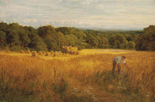A golden harvest, vintage artwork by John Clayton Adams, 12x8" (A4) Poster