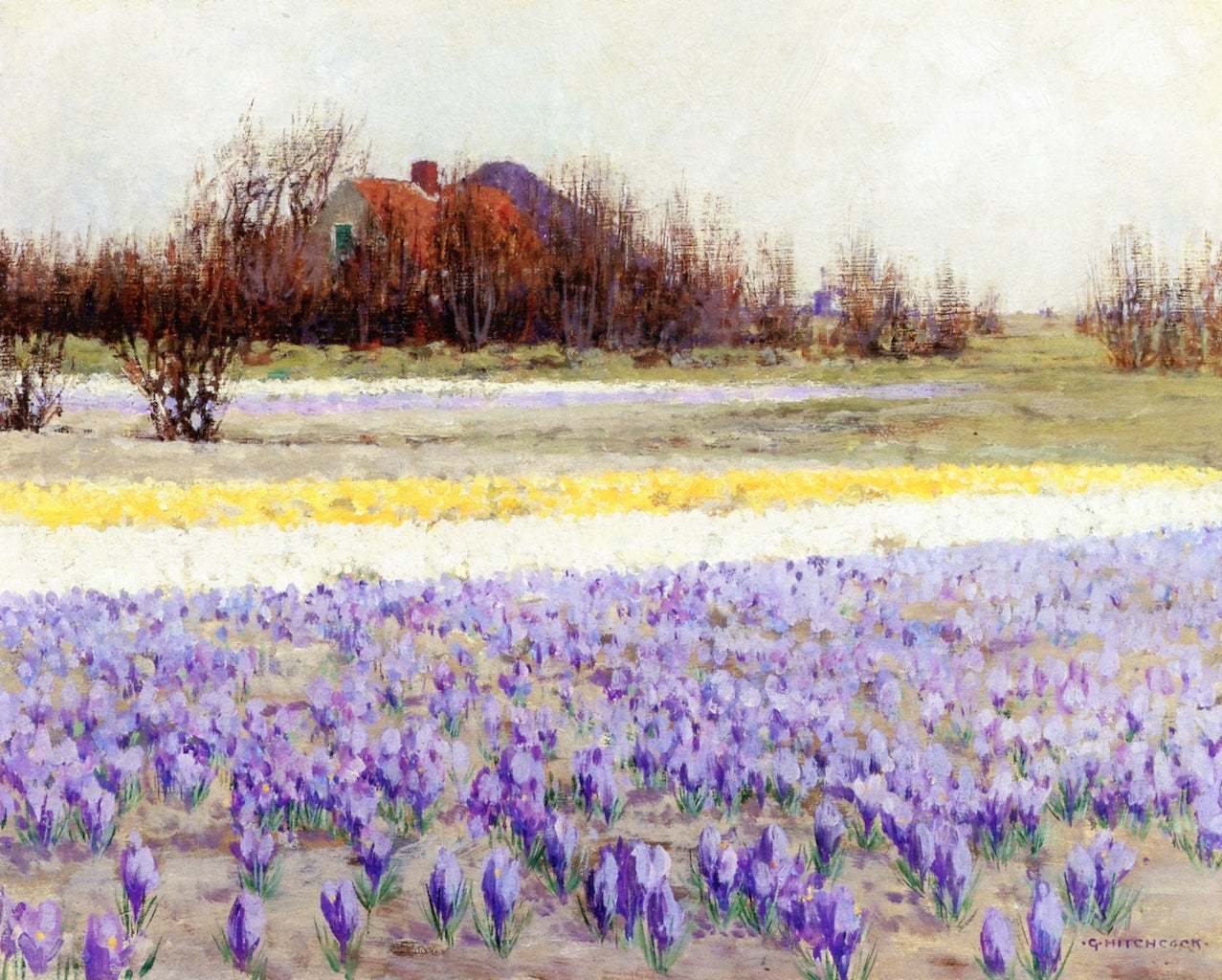 A Field of Crocusses, vintage artwork by George Hitchcock, 12x8" (A4) Poster