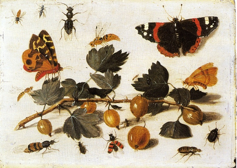 Butterflies and Insects and a Spray of Gooseberries, vintage artwork by Jan van Kessel the Elder, 12x8" (A4) Poster