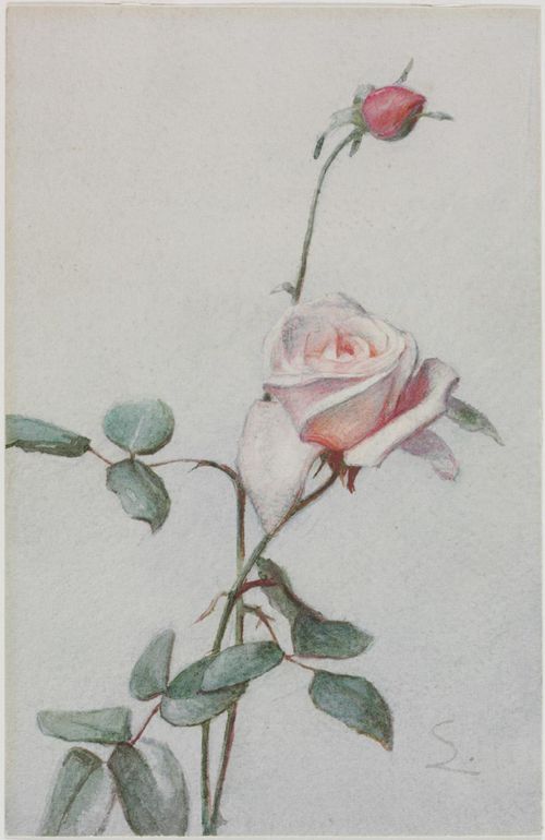 Pink Rose Bud, vintage artwork by George Cochran Lambdin, 12x8" (A4) Poster