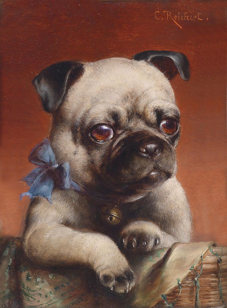 Young Pug, vintage artwork by Carl Reichert, 12x8" (A4) Poster