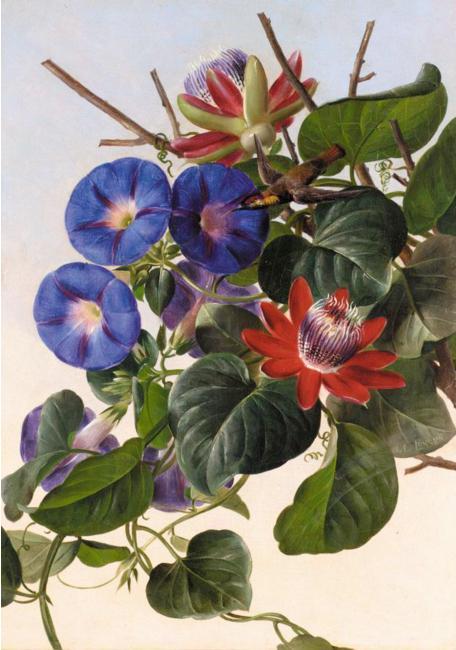 Passionflowers and hummingbird, vintage artwork by Johan Laurentz (J.L.) Jensen, A3 (16x12") Poster Print