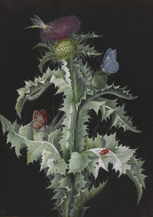 A Study of a Thistle with Insects, vintage artwork by Barbara Regina  Dietzsch, 12x8" (A4) Poster