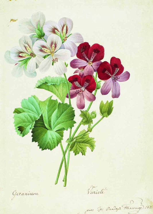 Geranium, vintage artwork by Fedor Tolstoy, 12x8" (A4) Poster