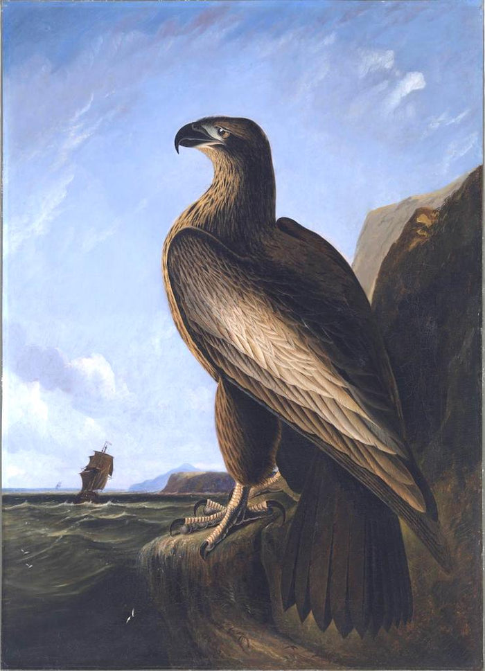 Washington Sea Eagle, vintage artwork by John James Audubon, 12x8