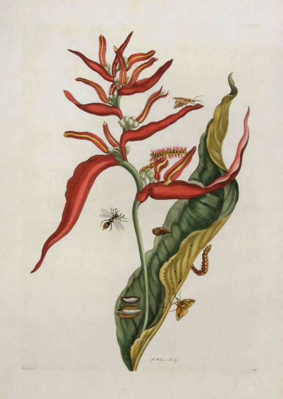 Red Ginger Plant with Bee, vintage artwork by Maria Sybilla Merian, 12x8" (A4) Poster