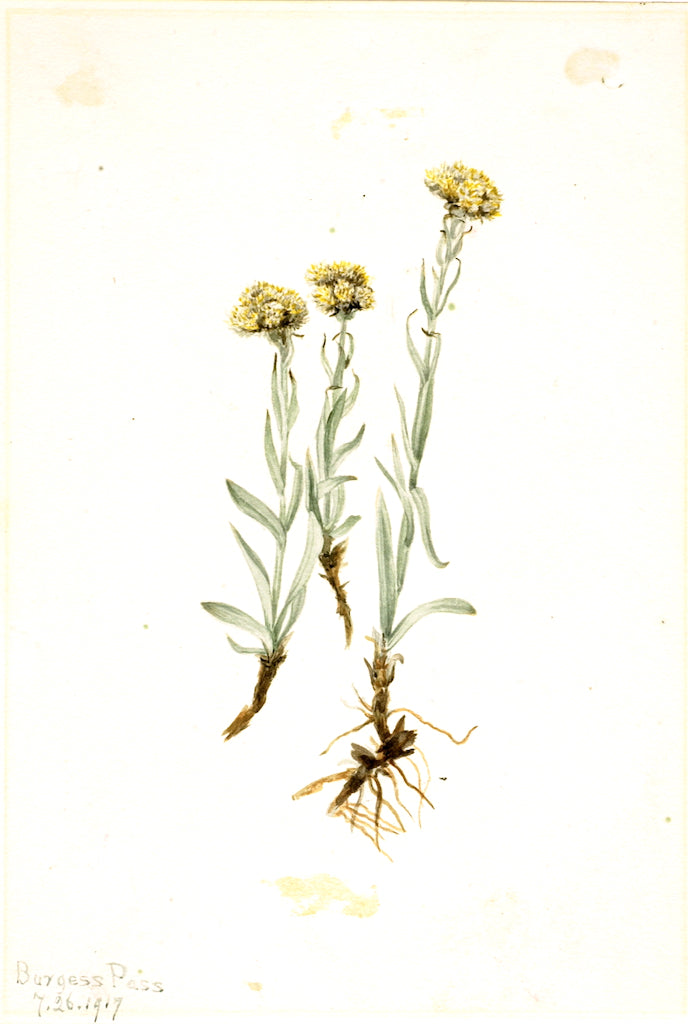 Buff Pussytoes (Antennaria luzuloides) by Mary Vaux Walcott,A3(16x12")Poster