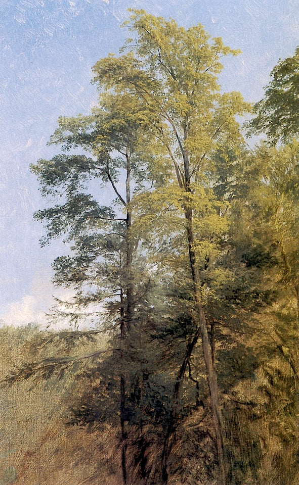 Tree Study, Catskill Clove, vintage artwork by Thomas Hiram Hotchkiss, 12x8" (A4) Poster