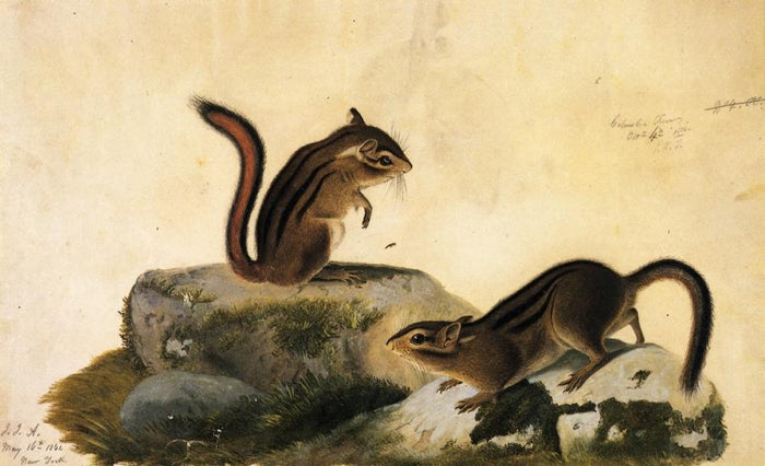 Two Ground Squirrels, vintage artwork by John James Audubon, 12x8