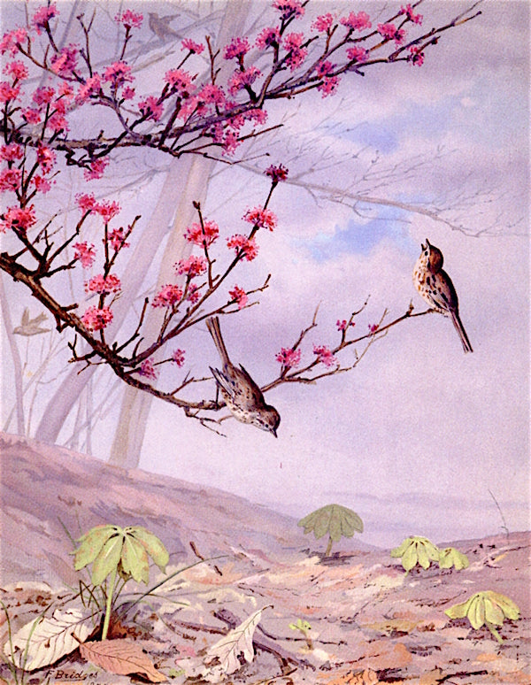 Twelve Months: April, vintage artwork by Fidelia Bridges, 12x8" (A4) Poster