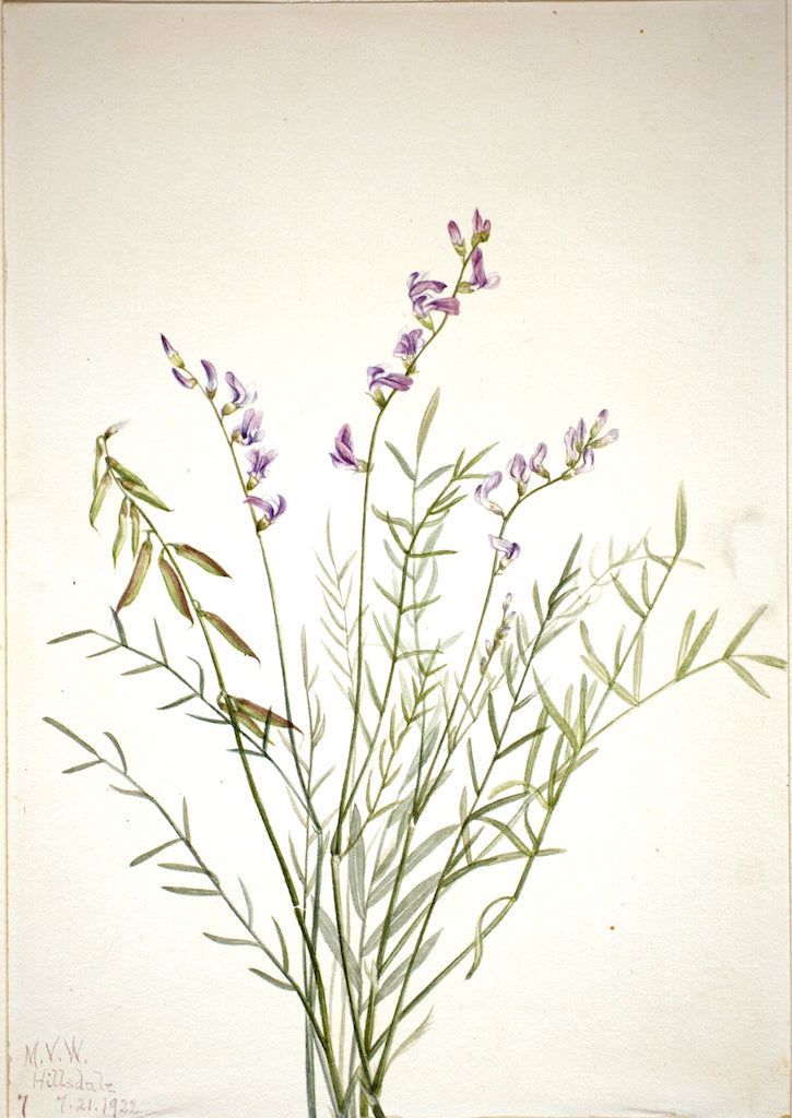 Burgess Milkvetch (Astragalus bourgovii), vintage artwork by Mary Vaux Walcott, 12x8" (A4) Poster