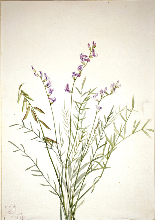 Burgess Milkvetch (Astragalus bourgovii), vintage artwork by Mary Vaux Walcott, 12x8" (A4) Poster