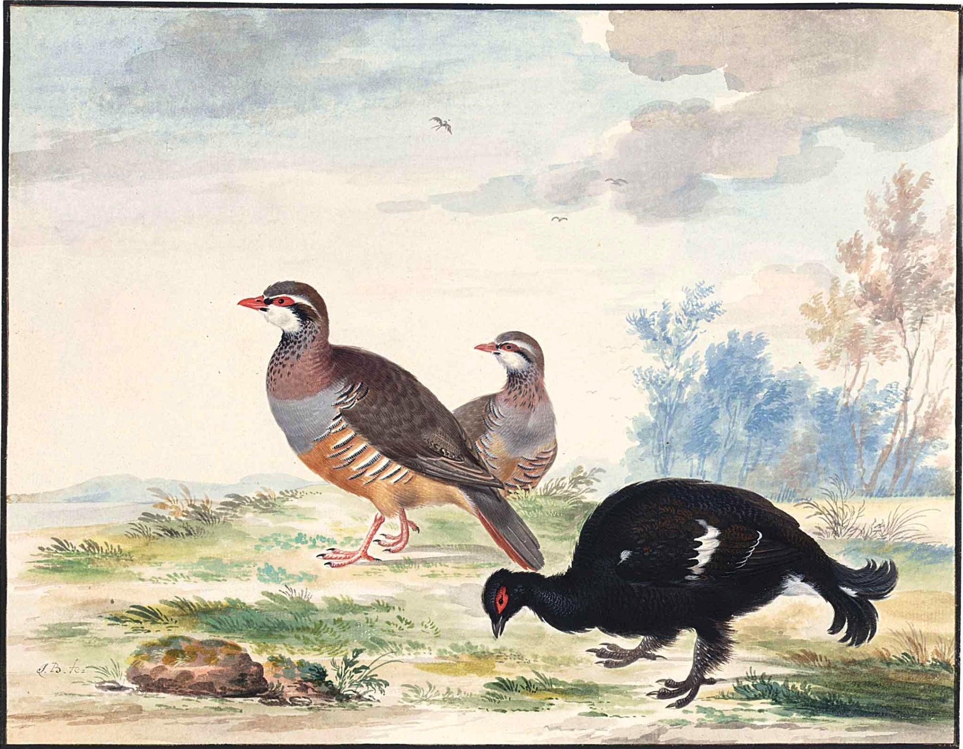 A Black Grouse and a Pair of Red-Legged Patridge, vintage artwork by Johannes van Bronckhorst, 12x8" (A4) Poster