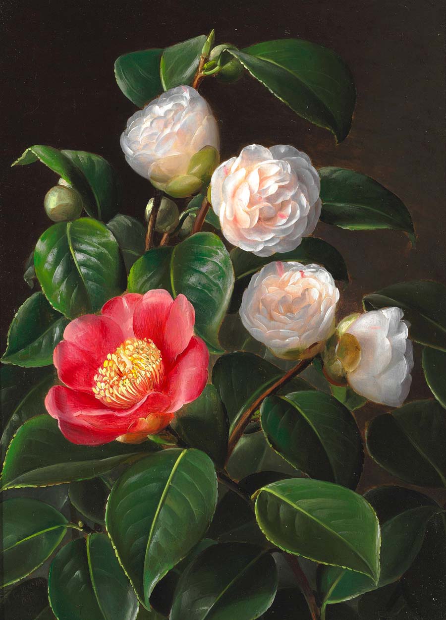 Red and pink camellias, vintage artwork by Johan Laurentz (J.L.) Jensen, A3 (16x12") Poster Print