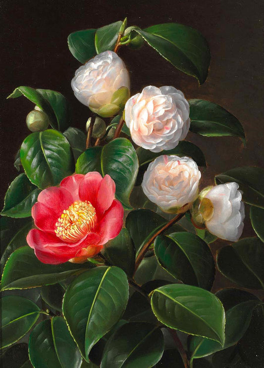 Red and pink camellias, vintage artwork by Johan Laurentz (J.L.) Jensen, A3 (16x12") Poster Print