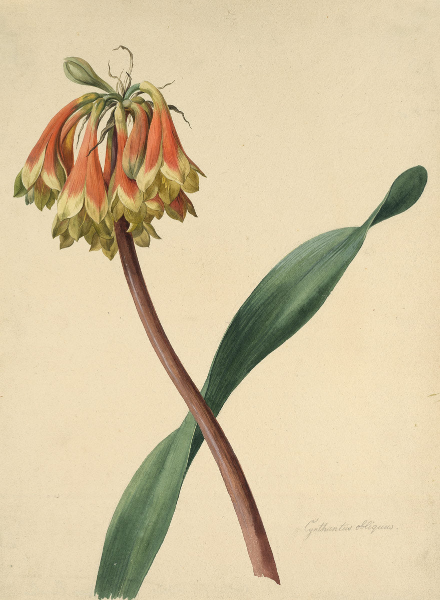 Cyrtanthus obliquus, vintage artwork by Sebastian Wegmayr, 12x8" (A4) Poster