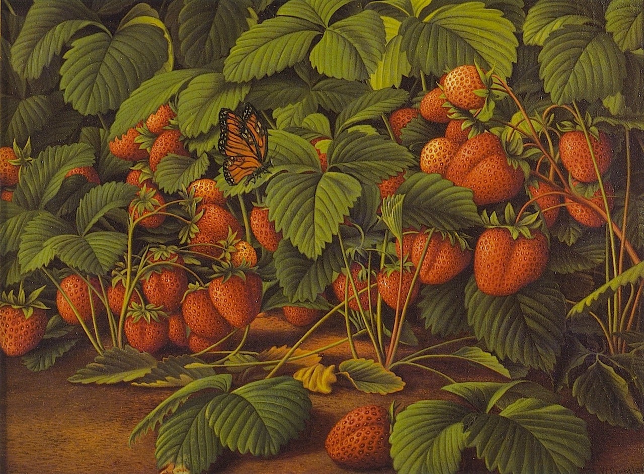 f Strawberries with Monarch Butterfly by Levi Wells Prentice,A3(16x12")Poster
