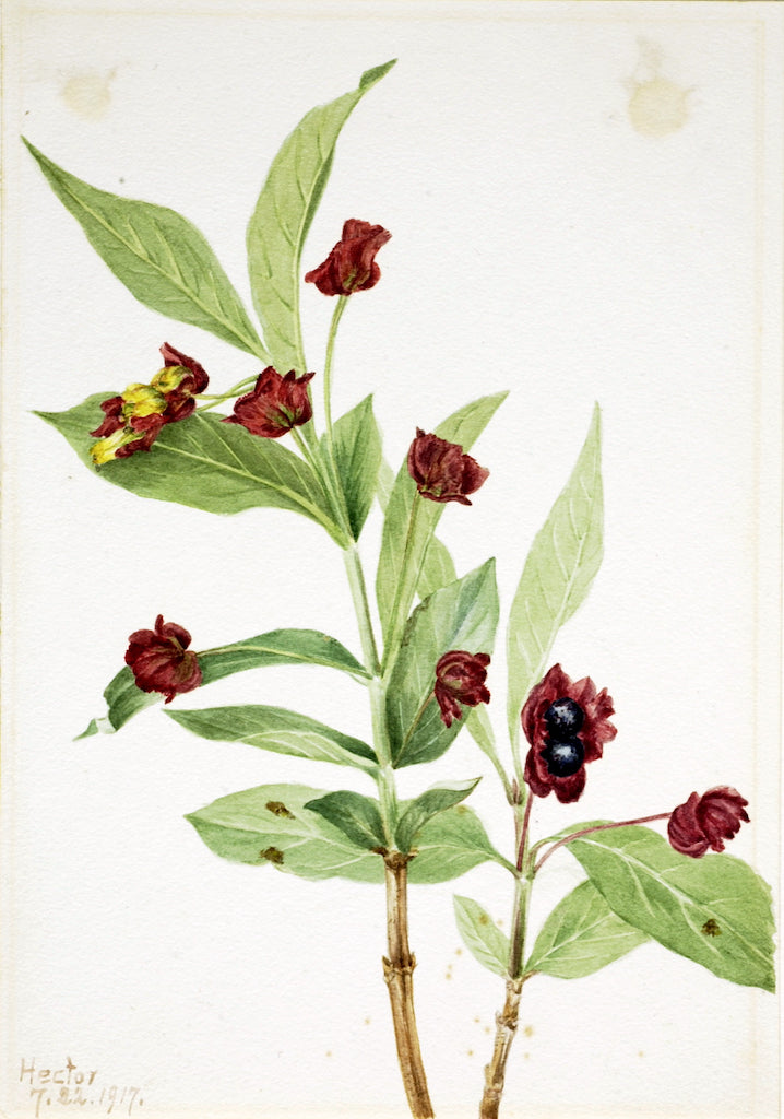 Bearberry Honeysuckle (Lonicera involucrata), vintage artwork by Mary Vaux Walcott, 12x8" (A4) Poster