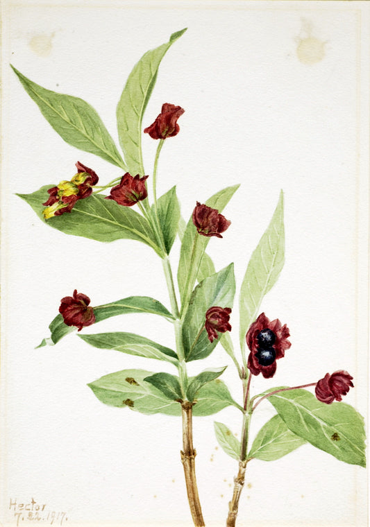 Bearberry Honeysuckle (Lonicera involucrata), vintage artwork by Mary Vaux Walcott, 12x8" (A4) Poster