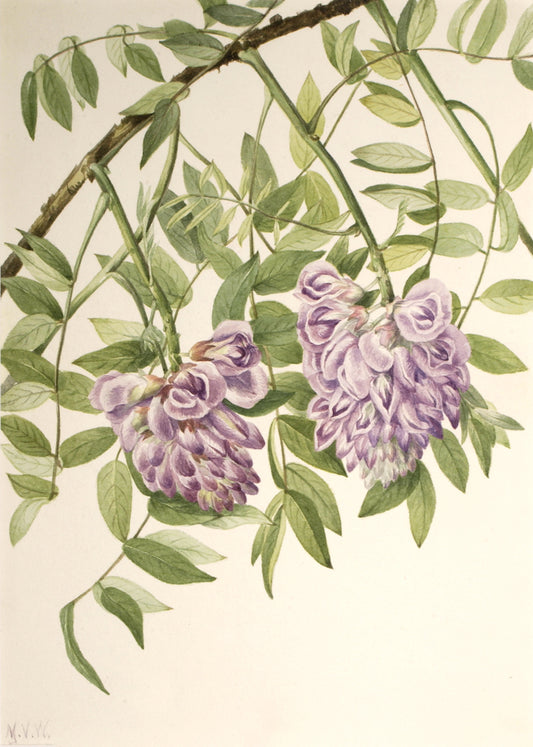 American Wisteria (Kraunhia frutescens), vintage artwork by Mary Vaux Walcott, 12x8" (A4) Poster