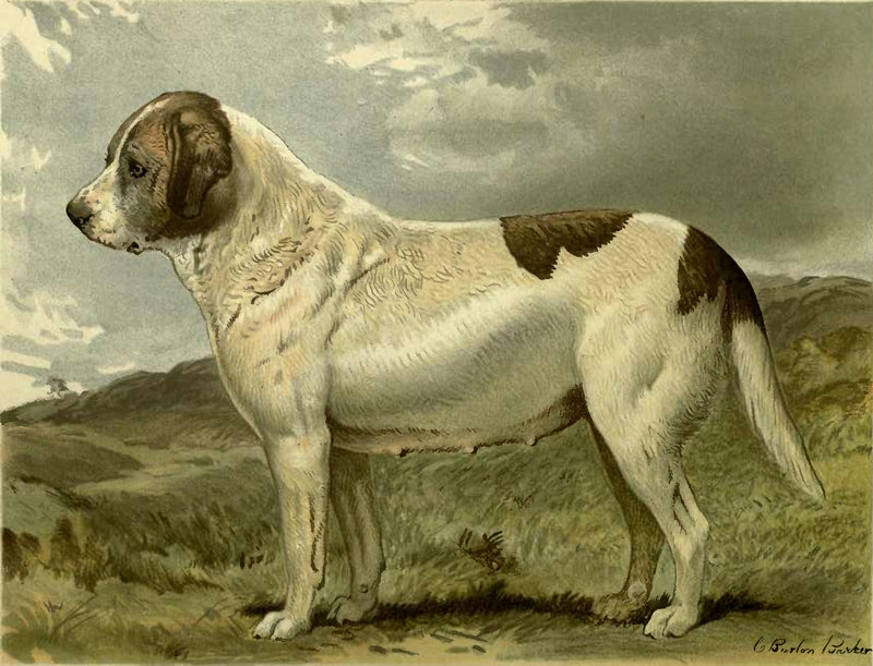 Fred Grahams Smooth St. Bernard Abbess, vintage artwork by Charles Burton Barber, 12x8" (A4) Poster