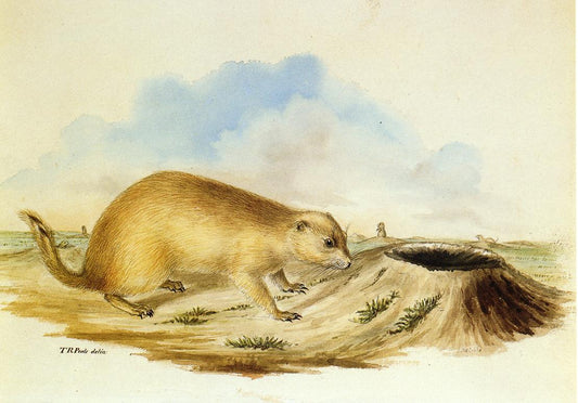 Prairie Dog, vintage artwork by Titian Ramsey Peale II, A3 (16x12") Poster Print
