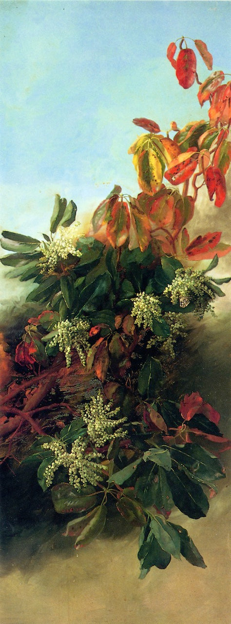 Madrone, Dogwood and Elderberry (I) by Abby Williams Hill,A3(16x12")Poster
