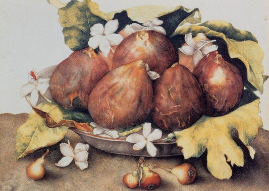 Figs, vintage artwork by Giovanna Garzoni, 12x8" (A4) Poster