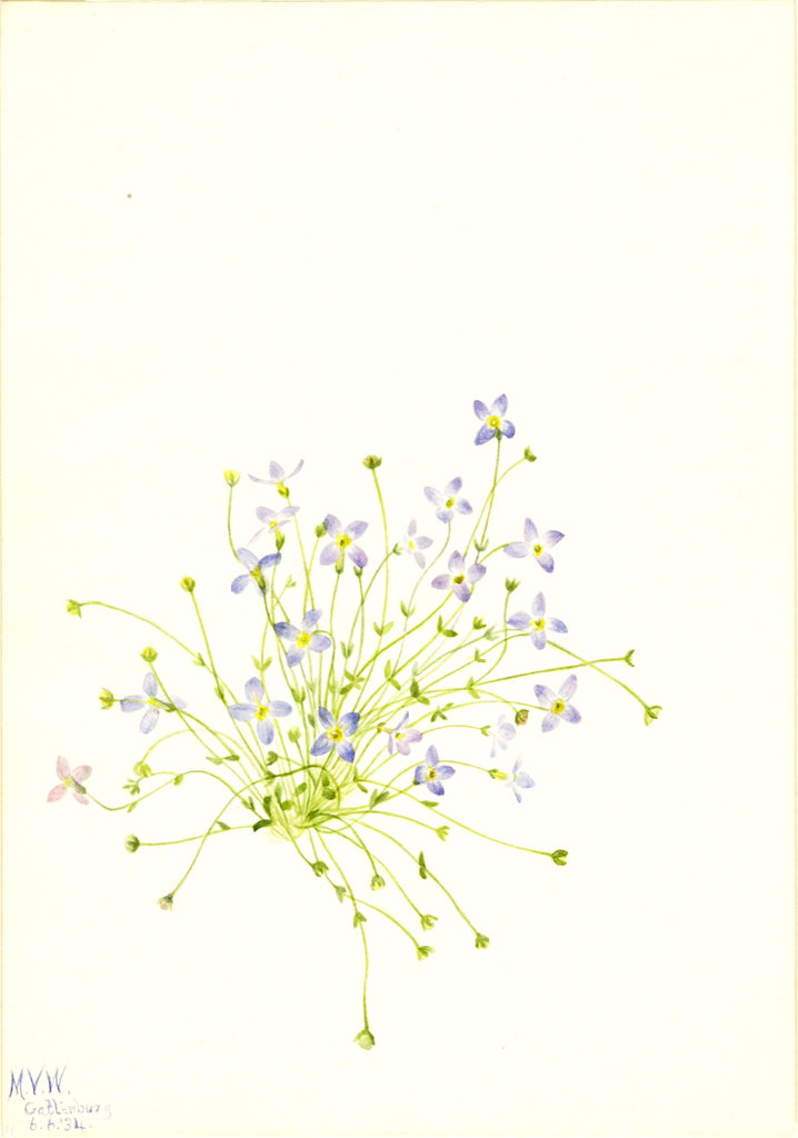 Bluets (Houstonia serpyllifolia), vintage artwork by Mary Vaux Walcott, 12x8" (A4) Poster