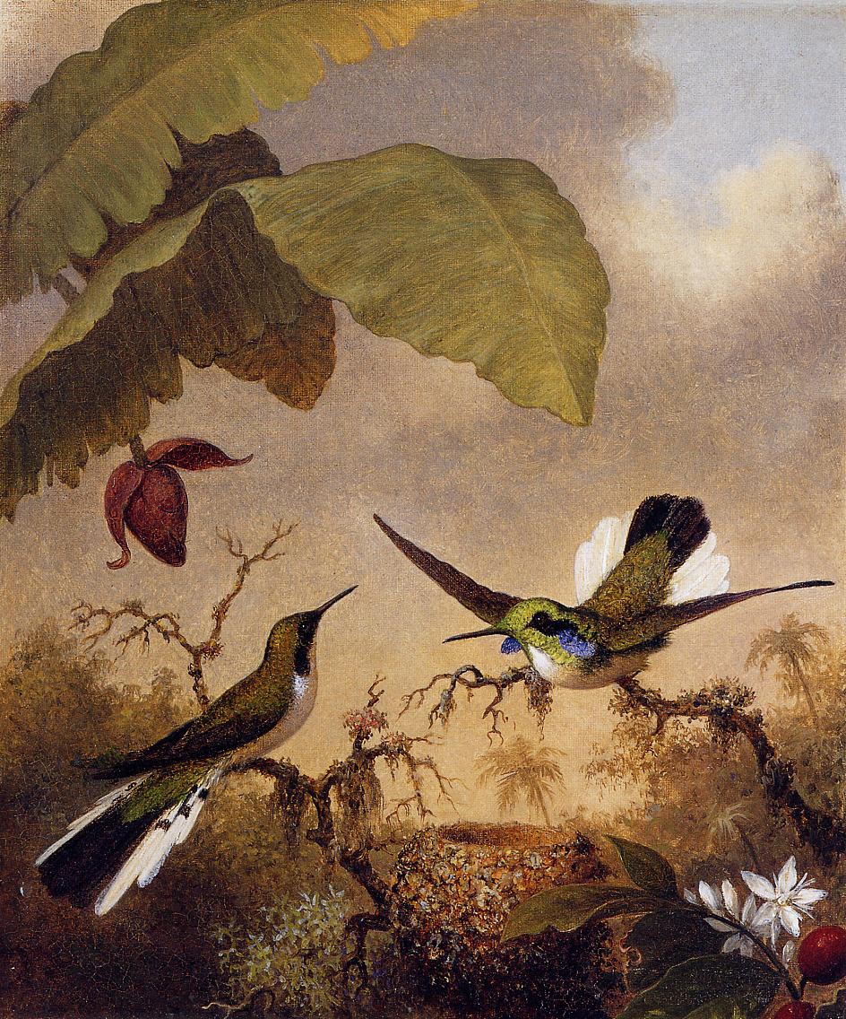 Black-Eared Fairy, vintage artwork by Martin Johnson Heade, A3 (16x12") Poster Print