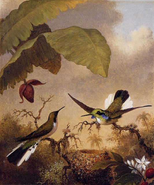 Black-Eared Fairy, vintage artwork by Martin Johnson Heade, A3 (16x12") Poster Print
