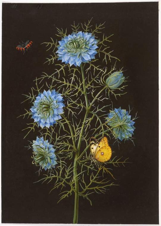 Nigella (Love-in-a-mist) with a pale clouded yellow butterfly and insects, vintage artwork by Johann Dietzsch, 12x8" (A4) Poster