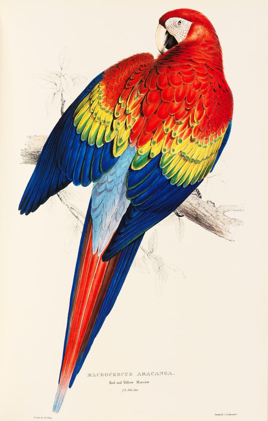 Red and Yellow Macaw, vintage artwork by Edward Lear, A3 (16x12") Poster Print