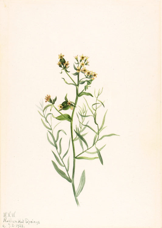 Bastard Toadflax (Comandra pallida), vintage artwork by Mary Vaux Walcott, 12x8" (A4) Poster