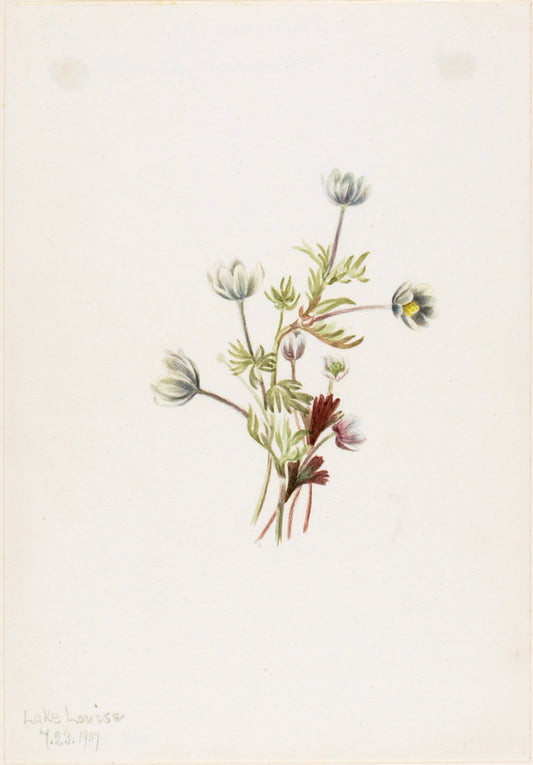 Anemone (Anemone drummondii), vintage artwork by Mary Vaux Walcott, 12x8" (A4) Poster
